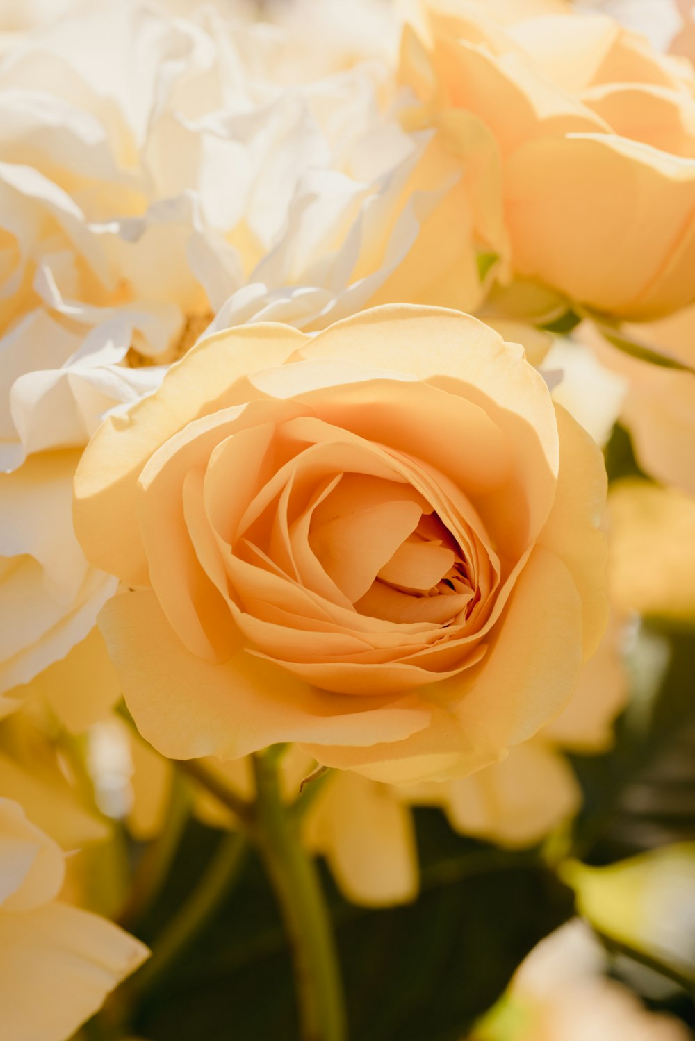 rosa bianca in fiore durante il giorno