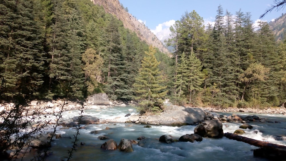 green trees near river during daytime