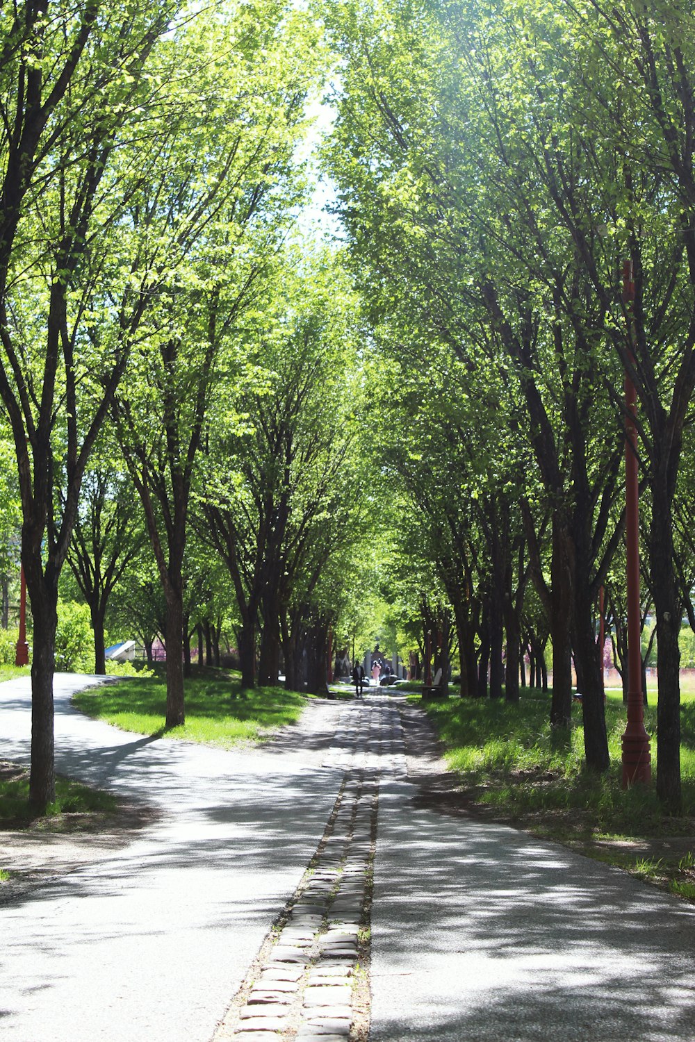 Árboles verdes en un camino de concreto gris