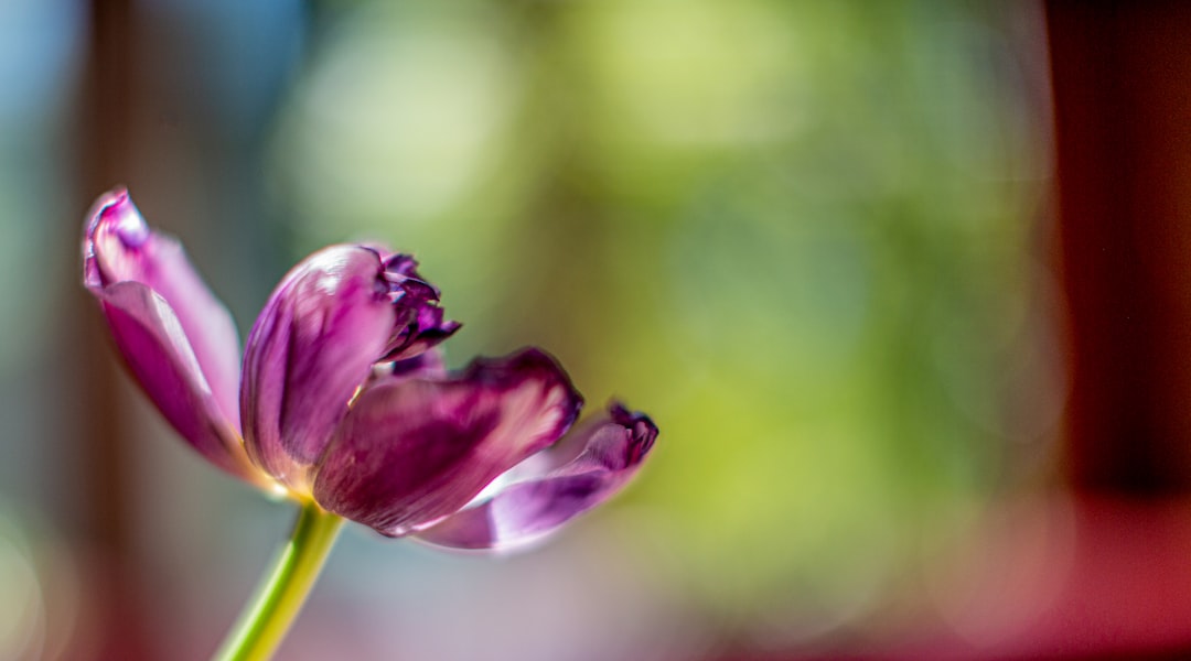 purple flower in tilt shift lens