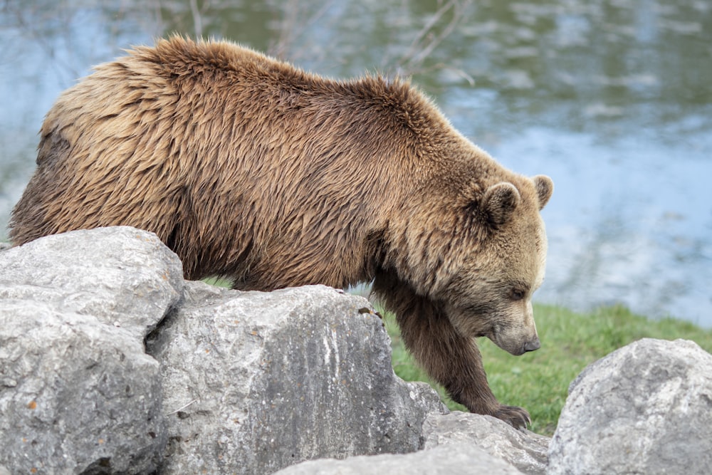 brown bear on gray rock