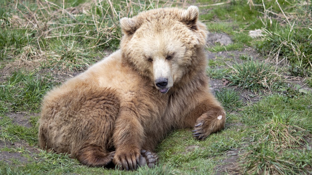 ours brun sur l’herbe verte pendant la journée