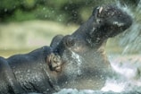 A hippo is partially submerged in water with its large mouth open, showing its teeth. Water splashes around its head, creating a dynamic and lively scene.