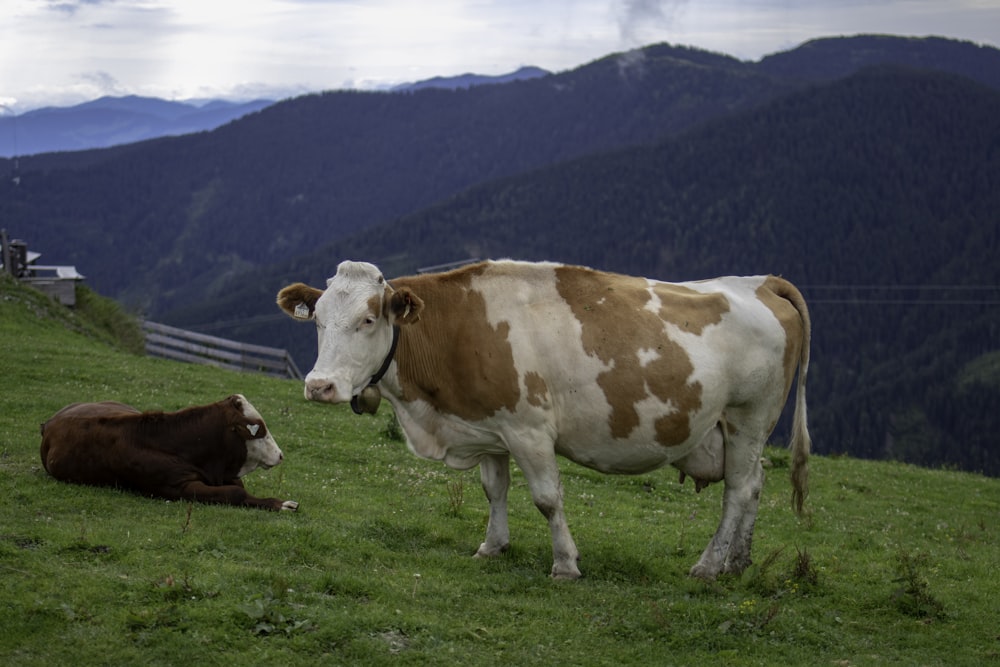 brown and white cow on green grass field during daytime