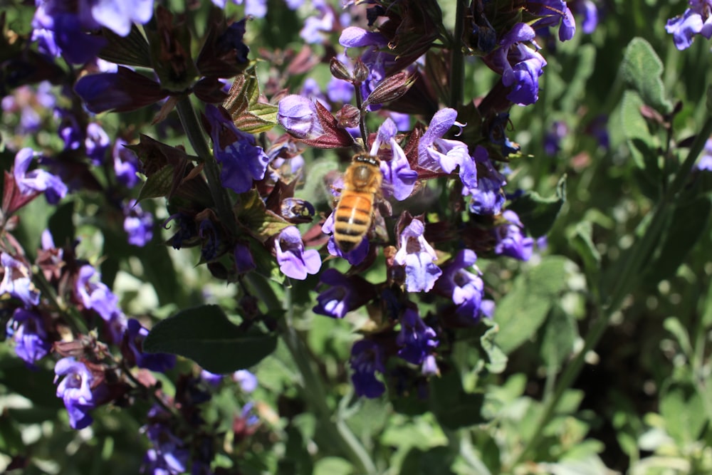 purple flower with yellow and black bee