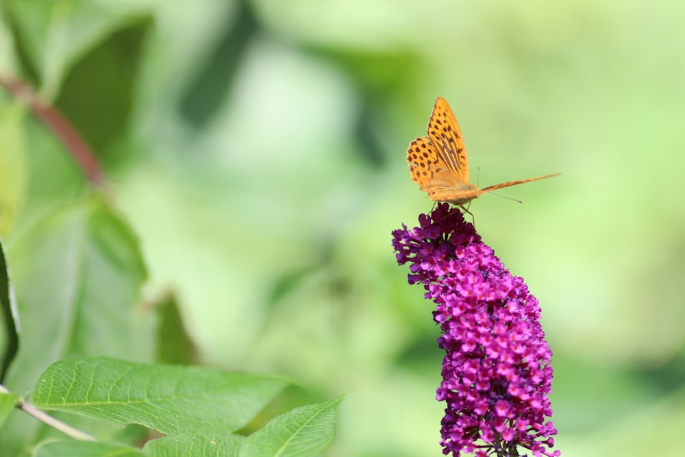 brown butterfly perched on purple flower in close up photography during daytime