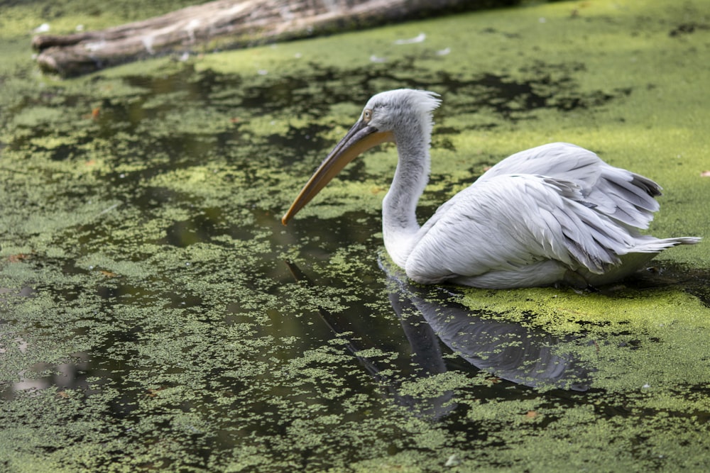 white pelican on water during daytime