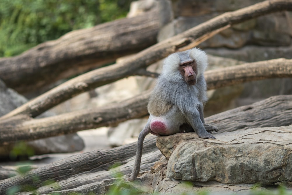 macaco no galho da árvore durante o dia