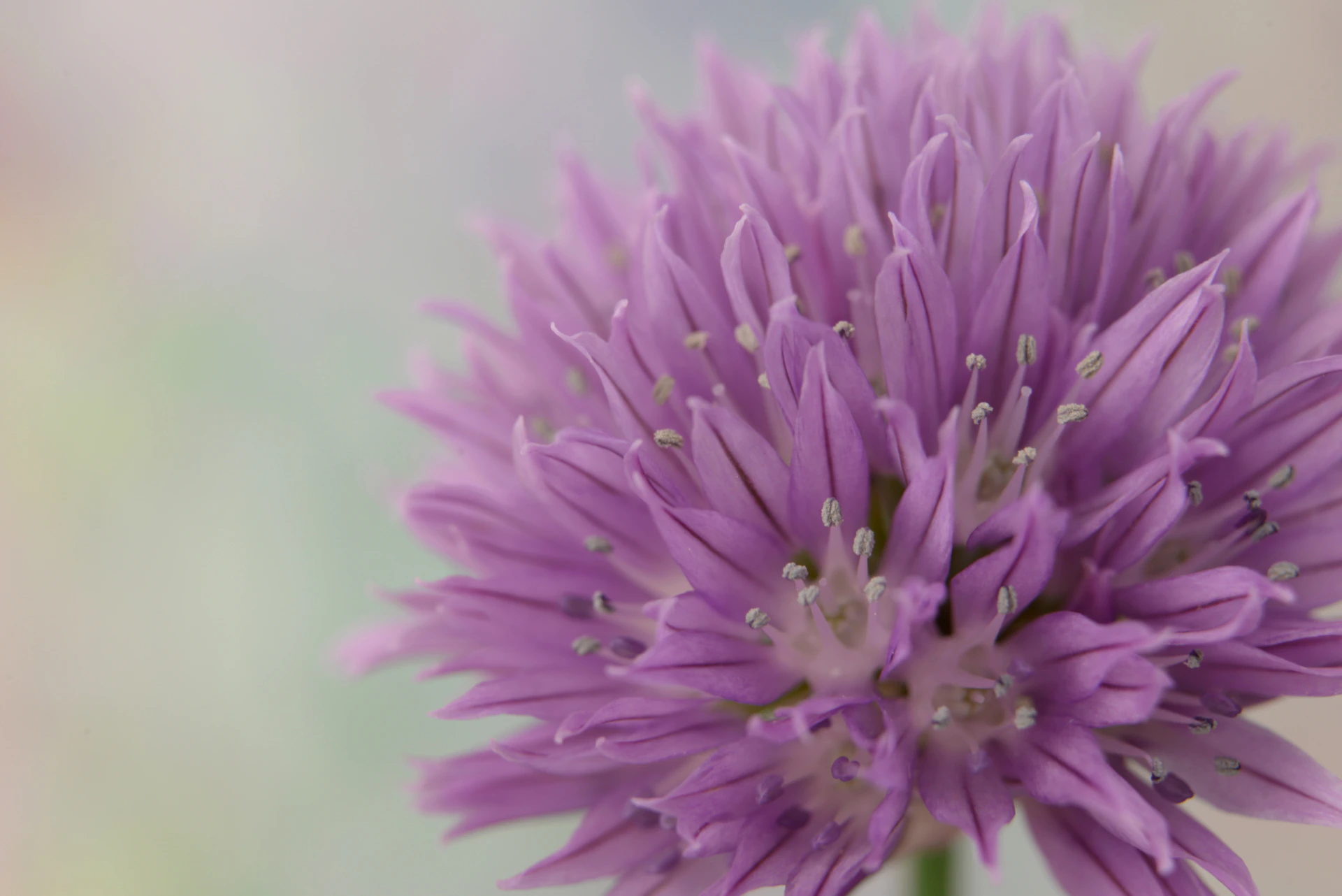 purple flower in macro lens