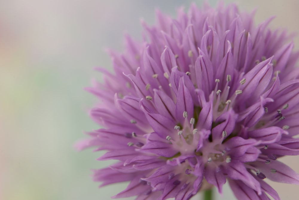 purple flower in macro lens