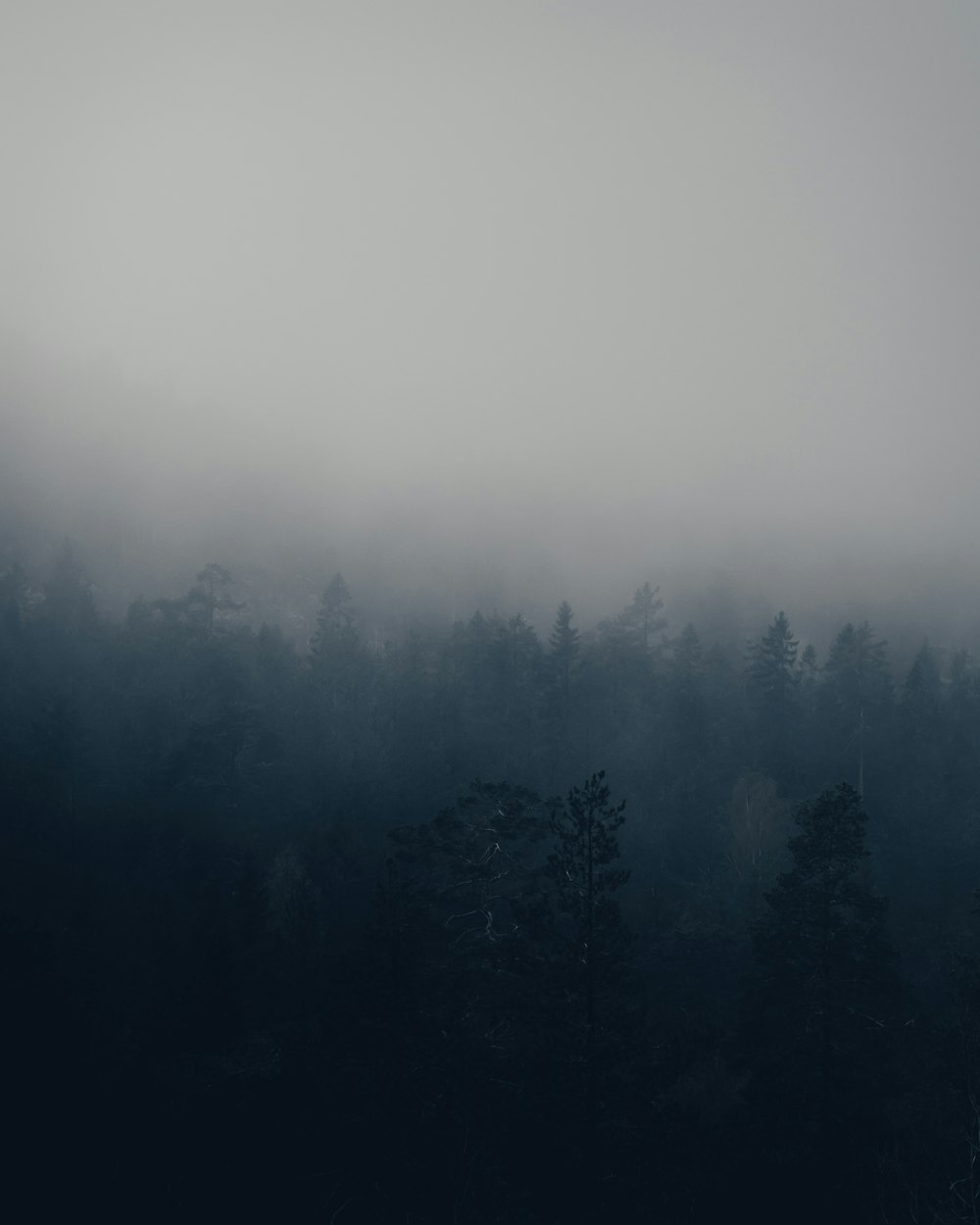 green trees covered with fog