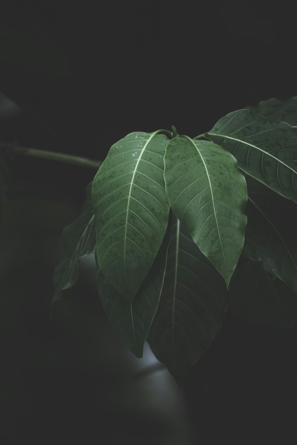 green leaves in black background