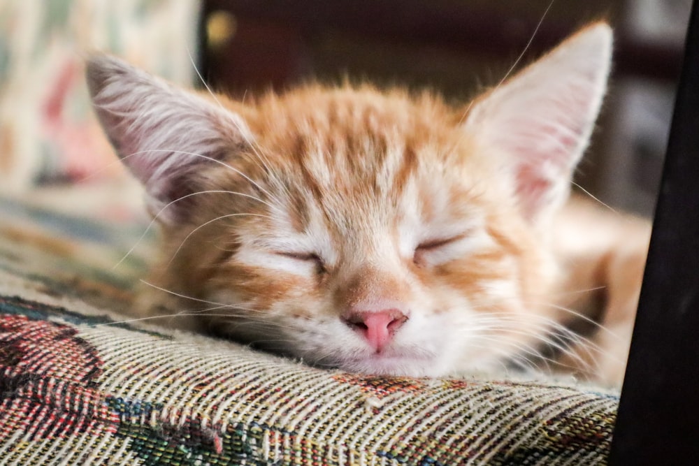 orange tabby cat lying on brown textile