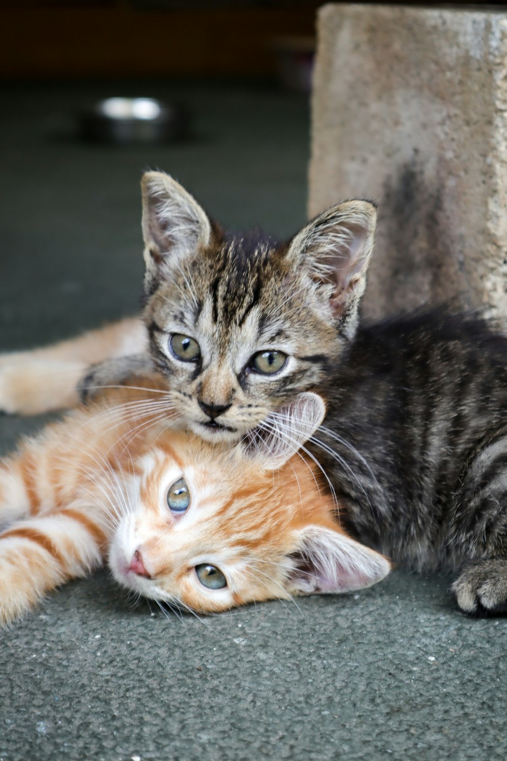 orange tabby cat lying on floor