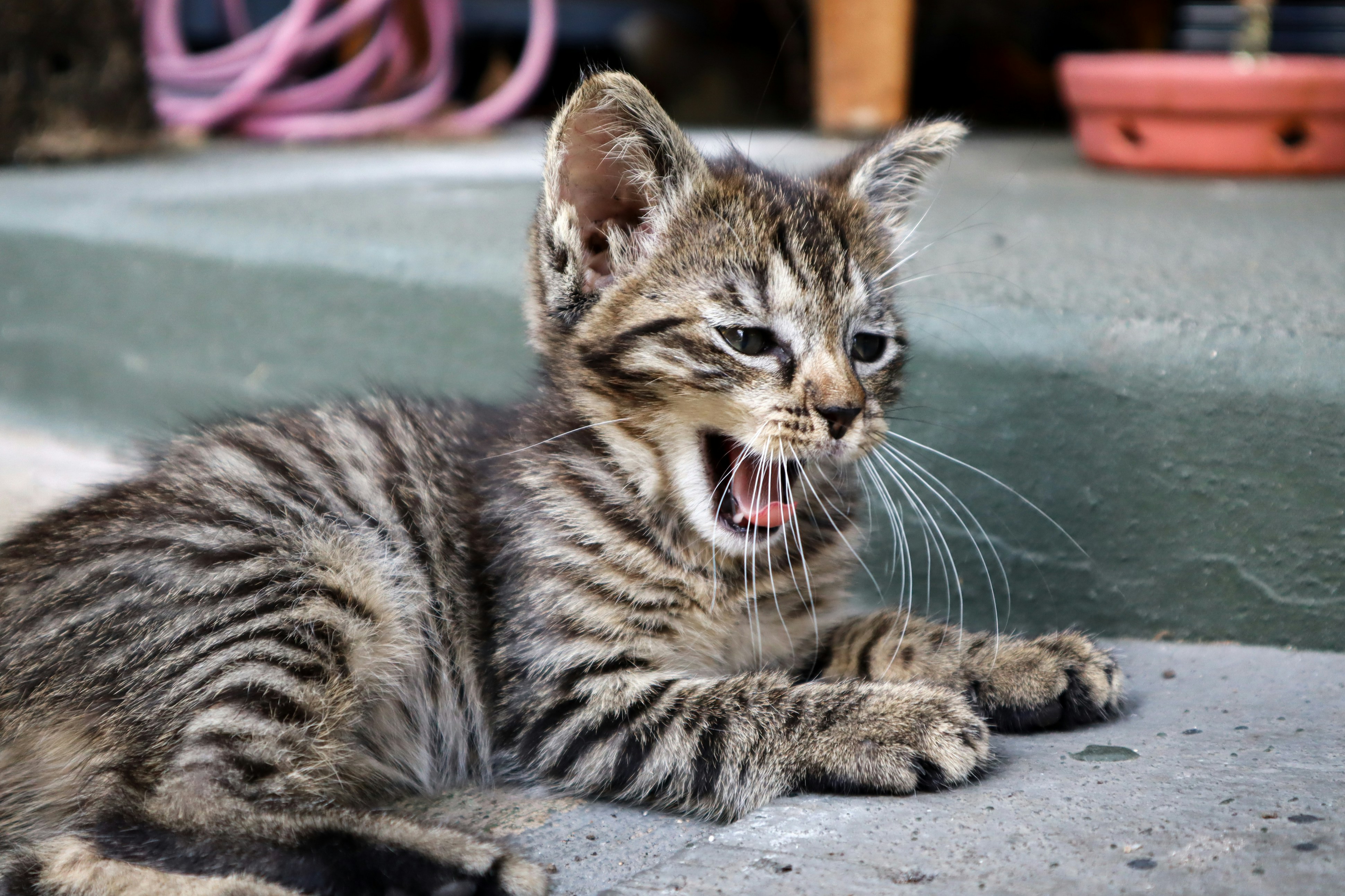 A young gray tabby lays on the steps and yawns