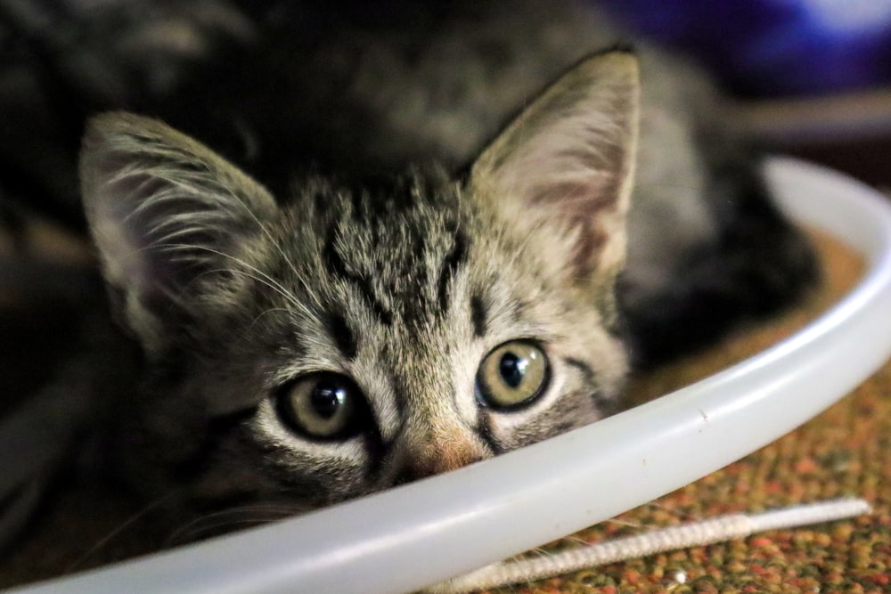 silver tabby cat in white metal cage