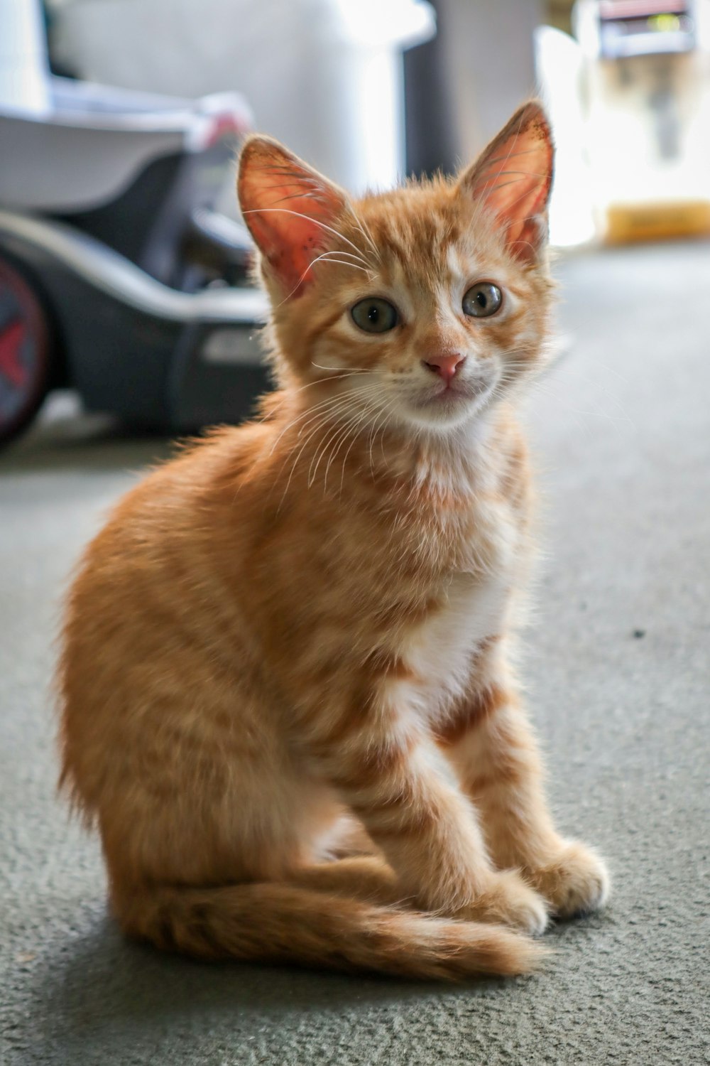 orange tabby kitten on gray concrete floor