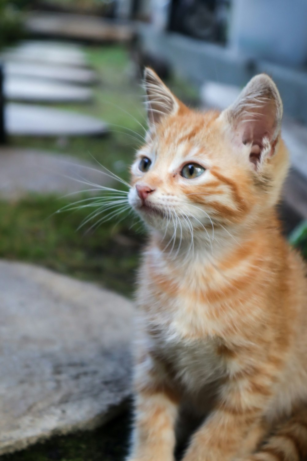 orange tabby cat on gray concrete floor