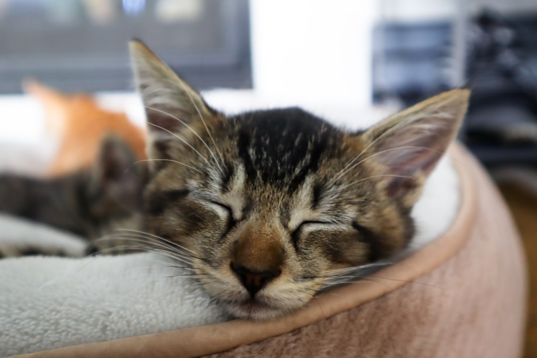 brown tabby cat on brown textile,