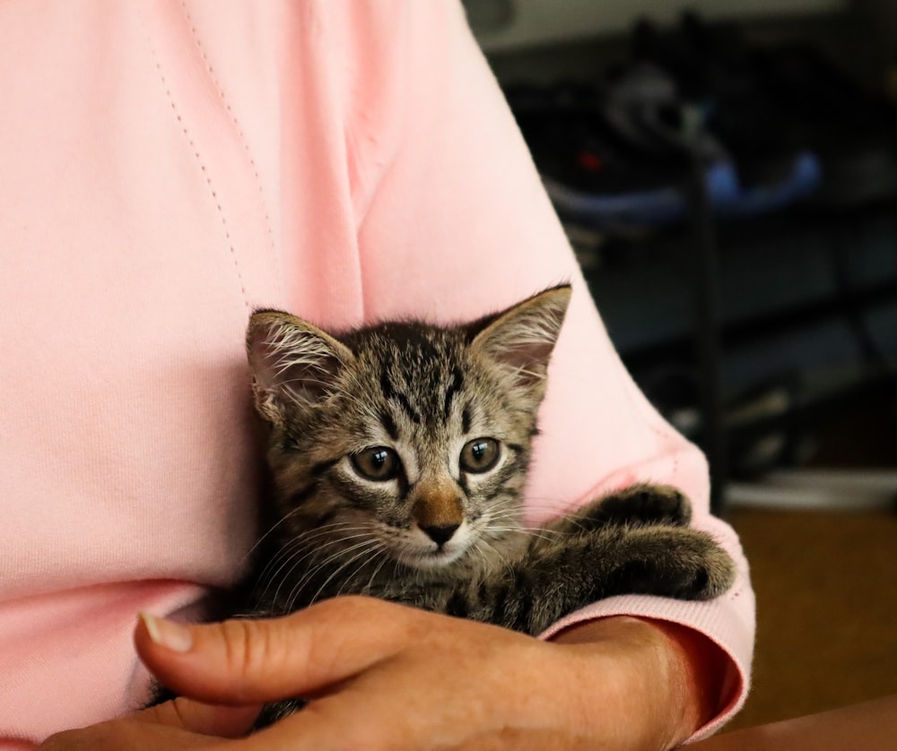 brown tabby kitten on persons hand