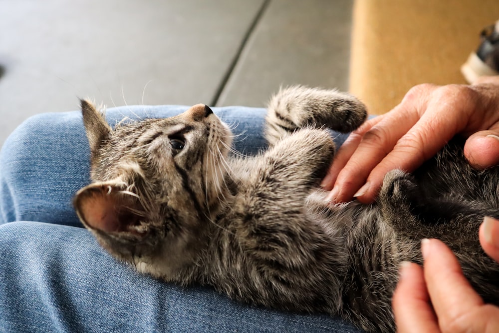 person holding silver tabby cat