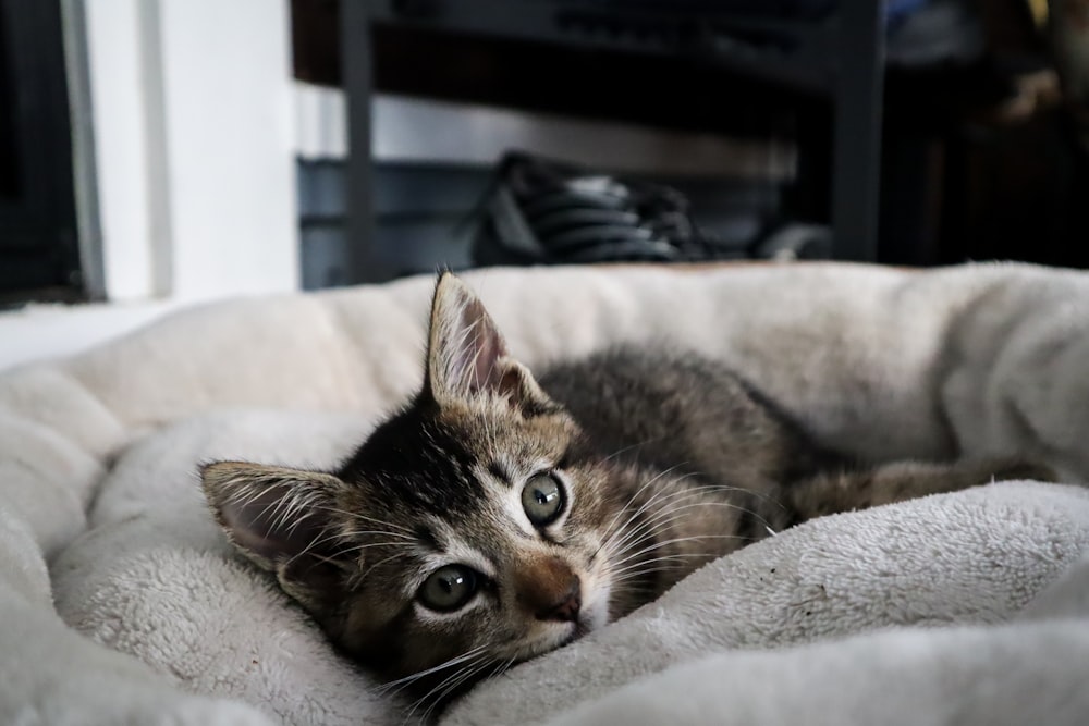 brown tabby cat lying on white textile