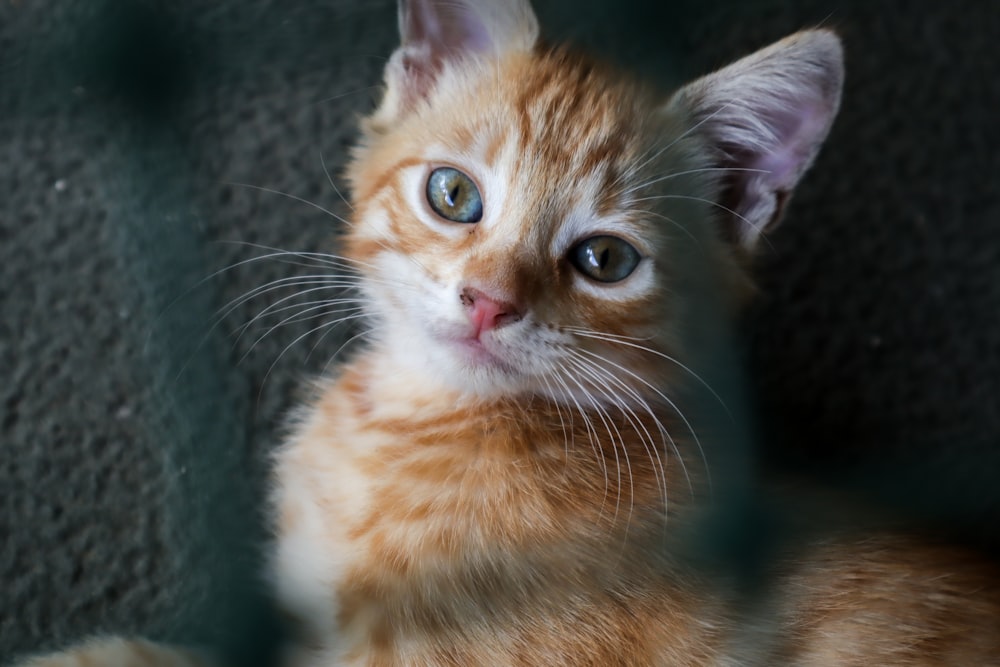 orange tabby kitten on black textile