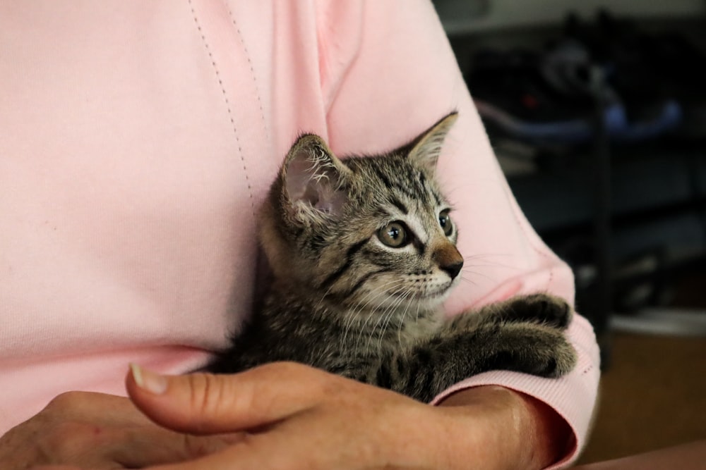 person holding silver tabby cat