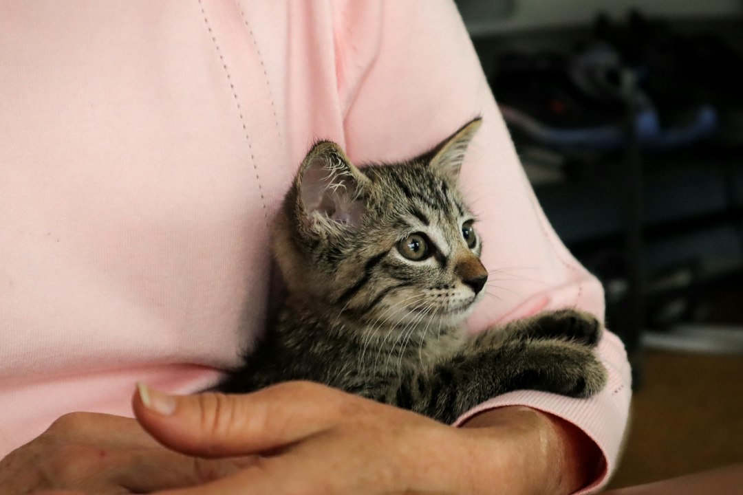 person holding silver tabby cat,