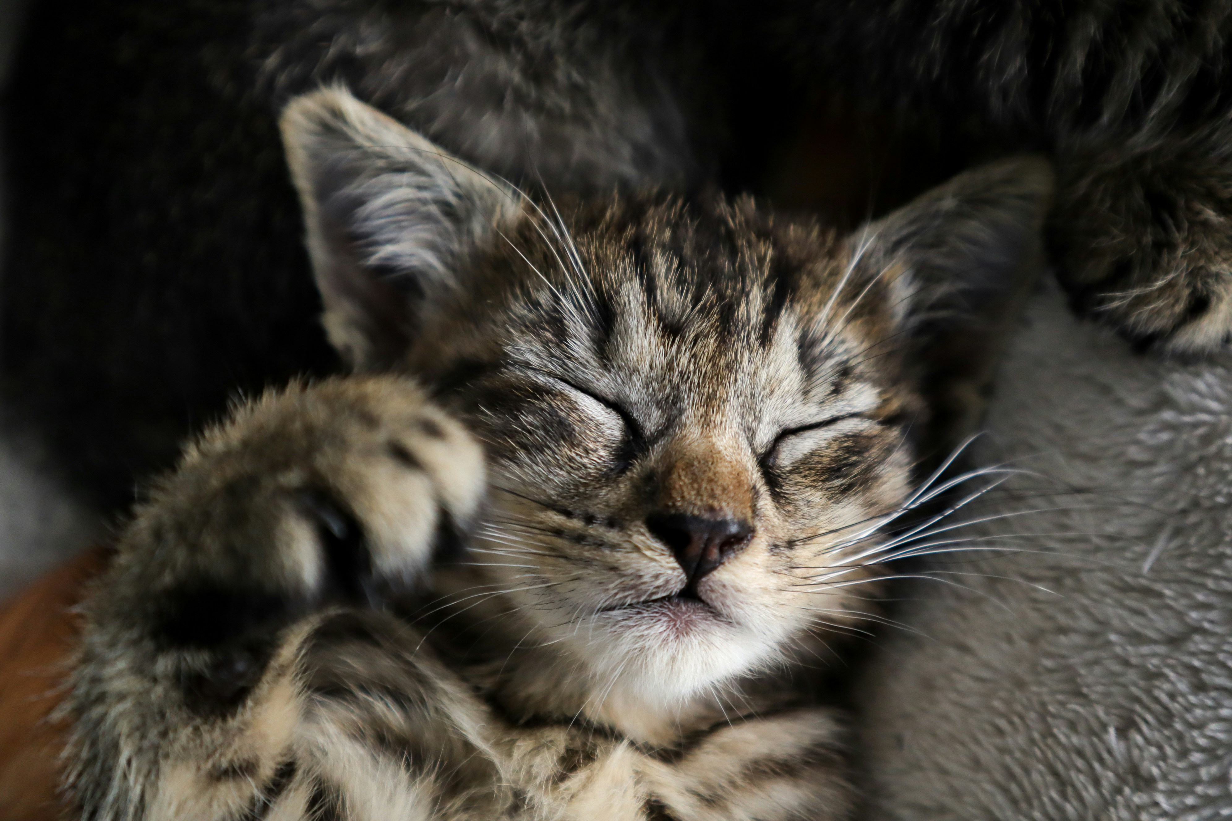 A young tabby rests its eyes while playfully putting its paw up