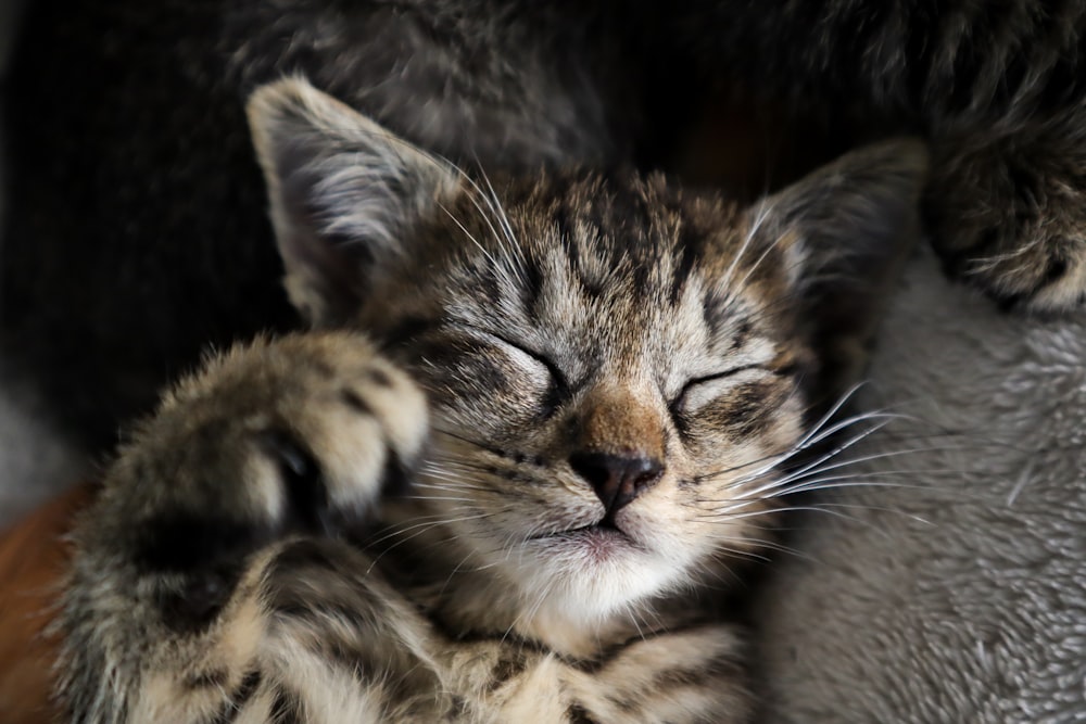 brown tabby cat lying on brown textile