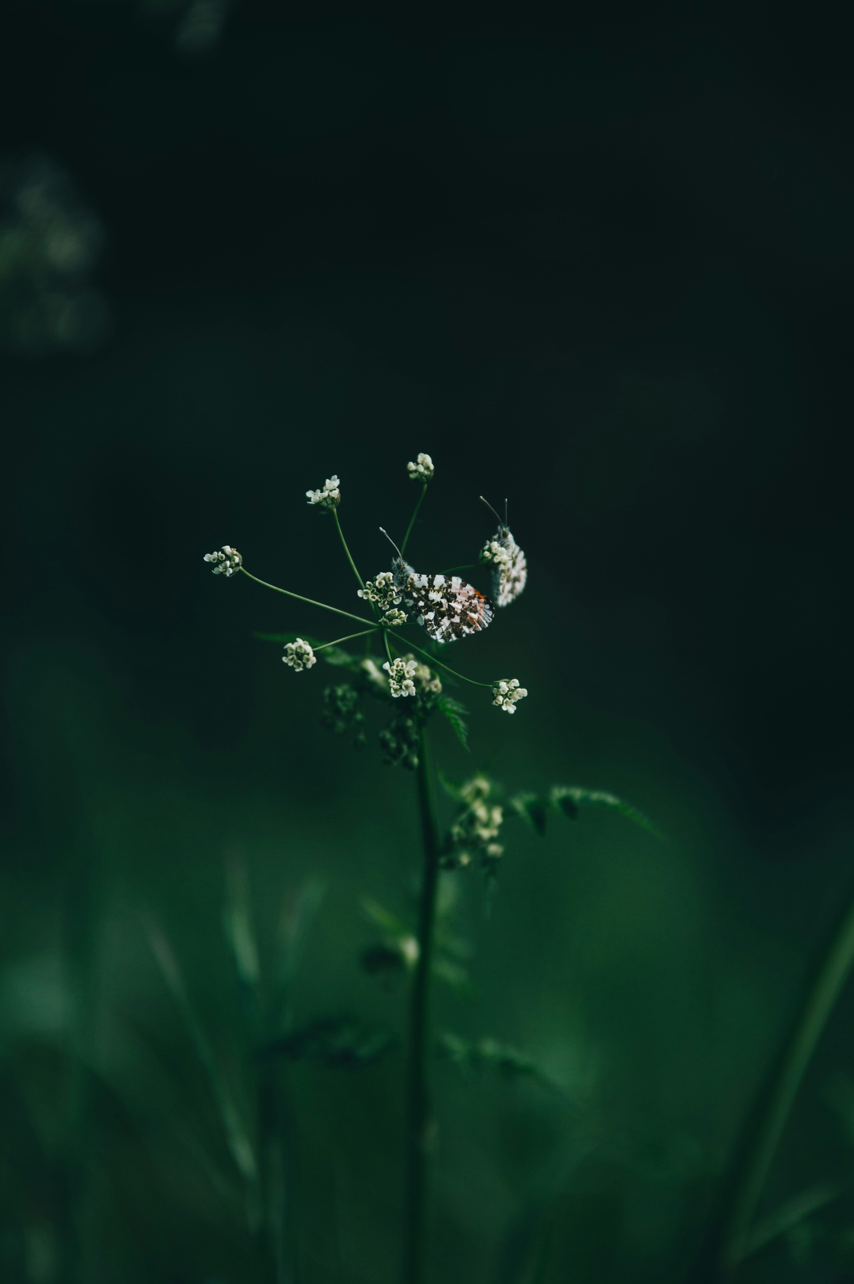 Photo by lukaszischke