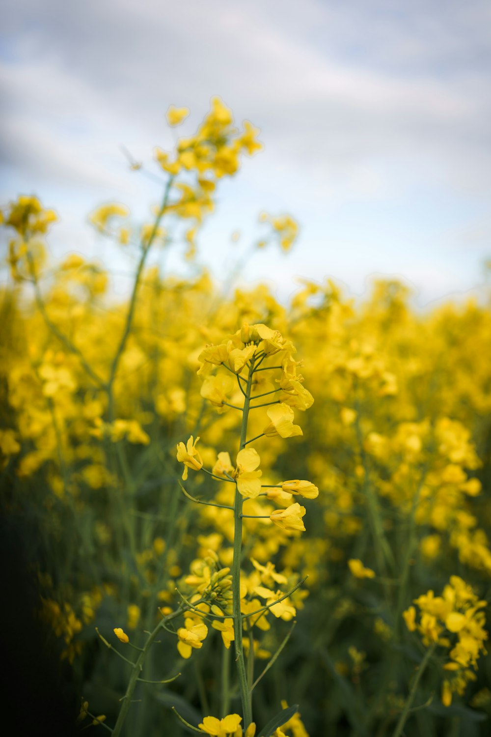 yellow flower field during daytime