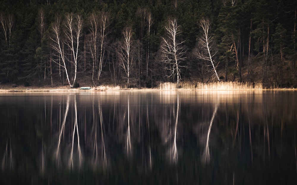 body of water near trees during daytime