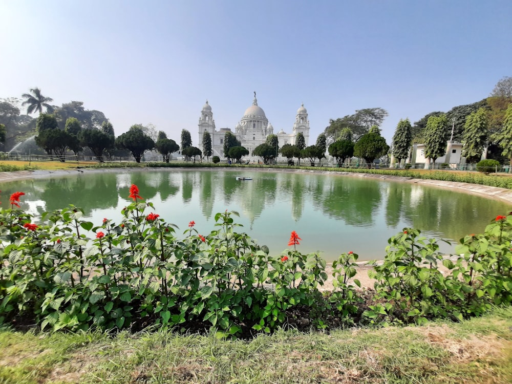 green plants near body of water during daytime