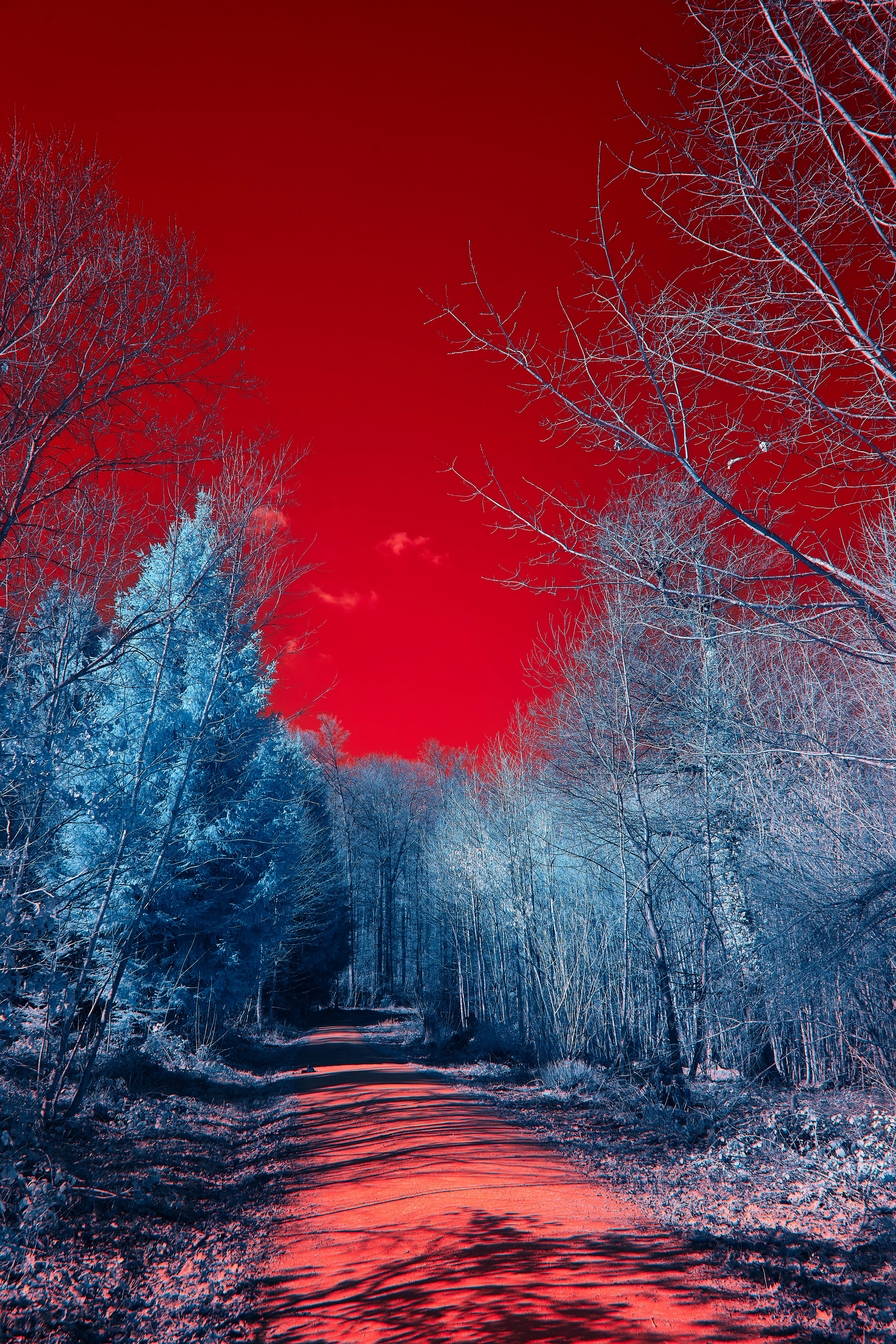 Photo by wolfgang_hasselmann