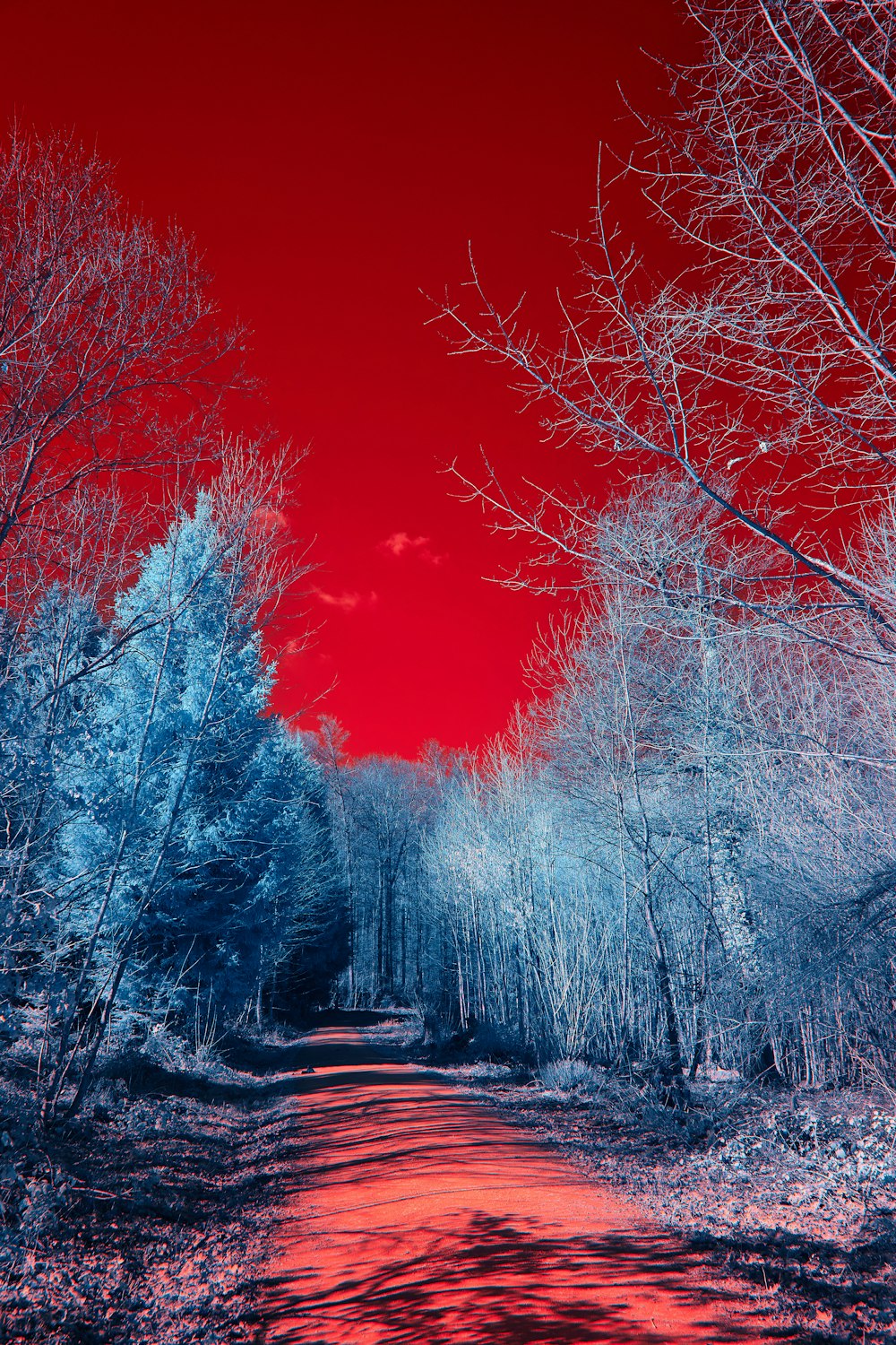 red trees on snow covered ground during night time