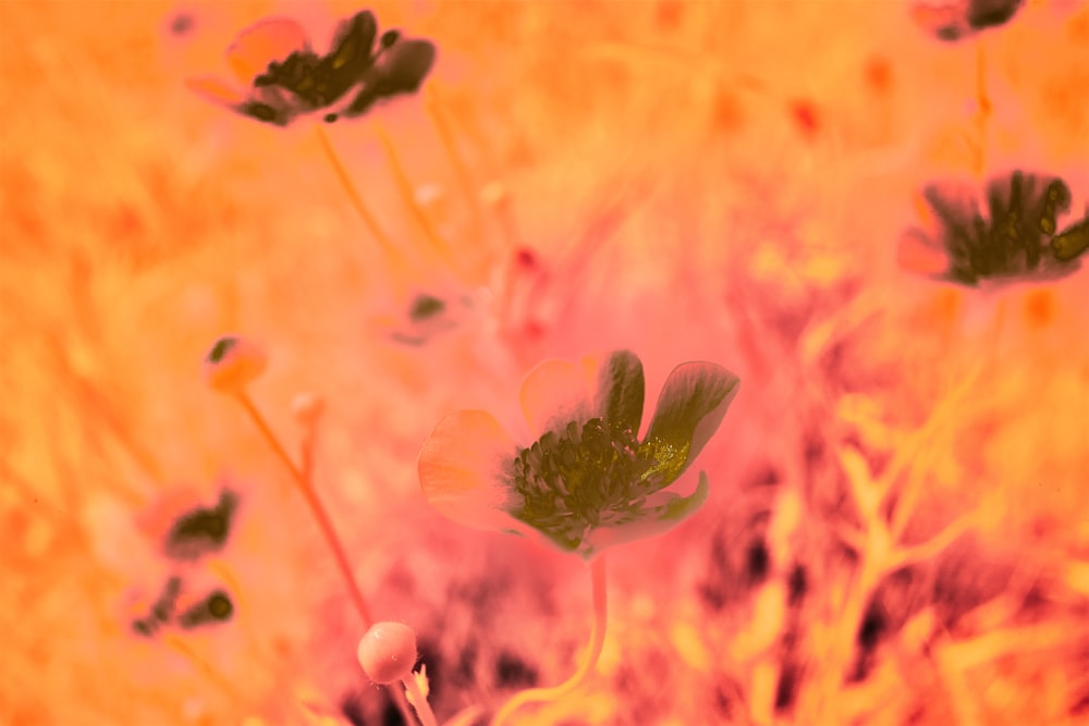 green and white flower in tilt shift lens