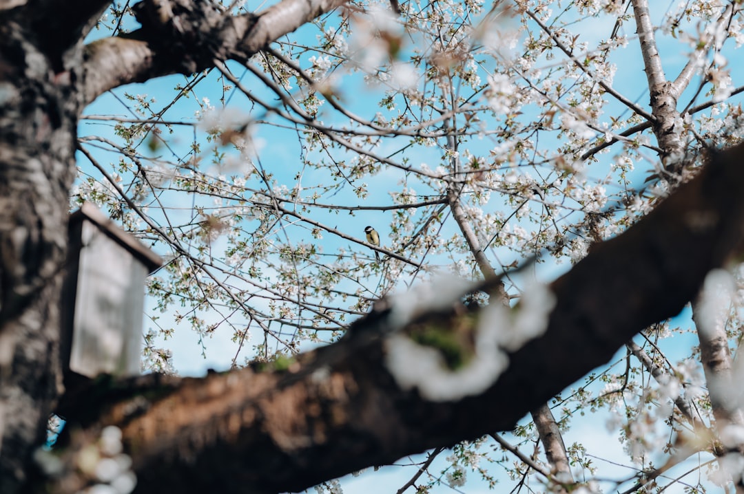 white cherry blossom tree during daytime