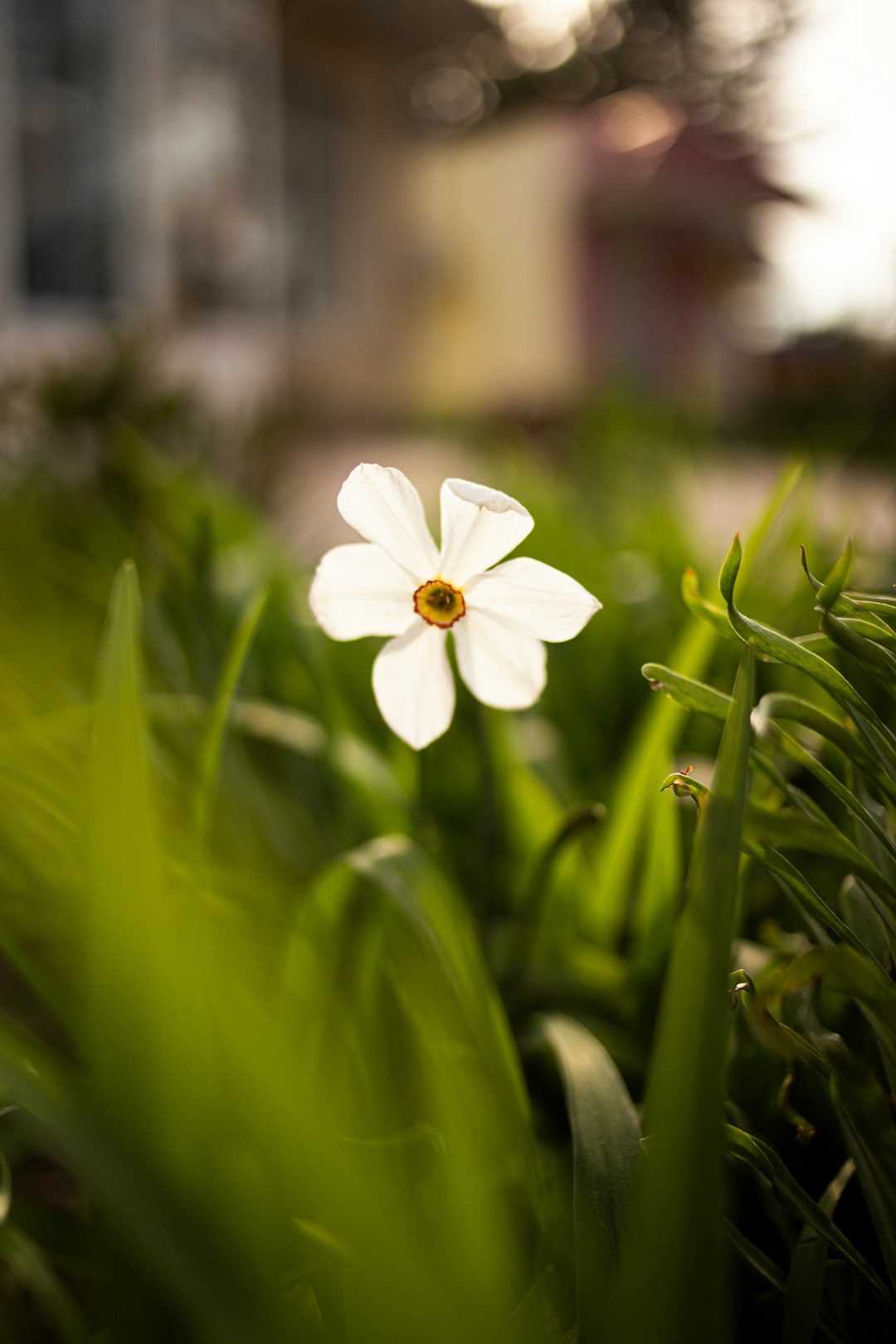 white 5 petaled flower in bloom during daytime