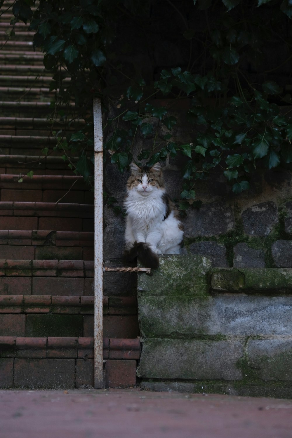 white and brown long fur cat on grey concrete brick wall