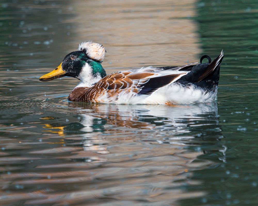 mallard duck on water during daytime