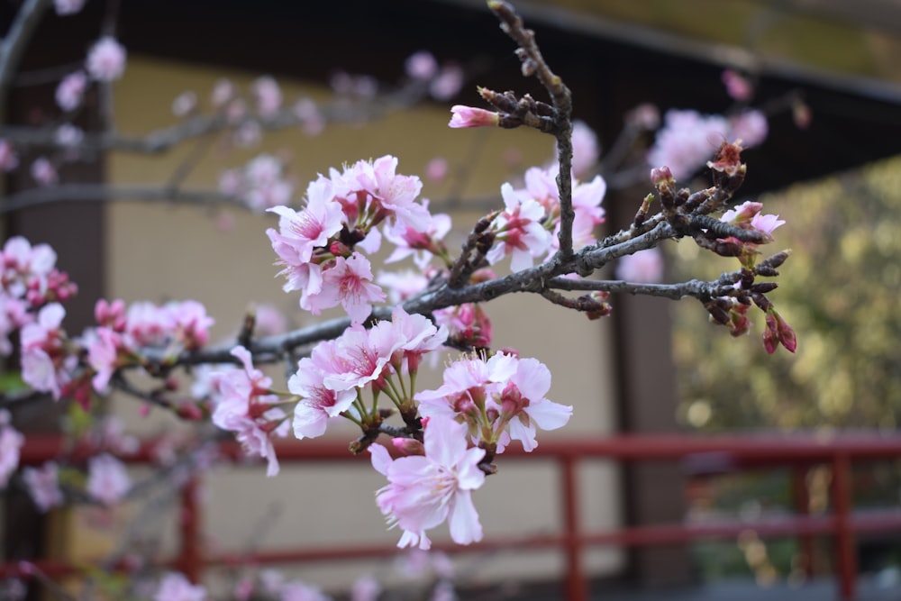 pink and white cherry blossom