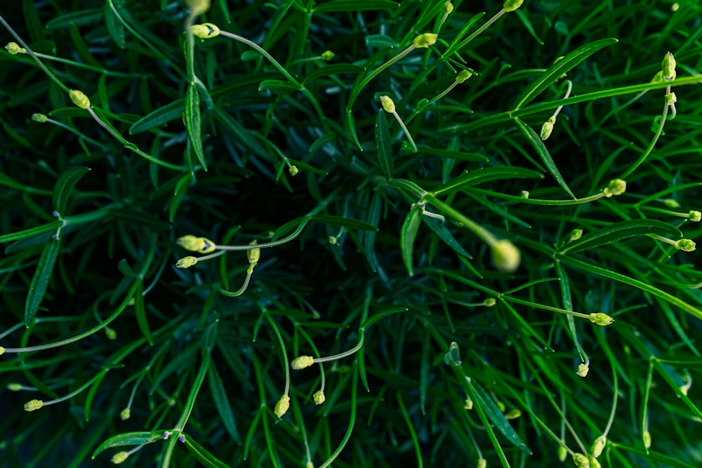 hierba verde con fruto redondo blanco