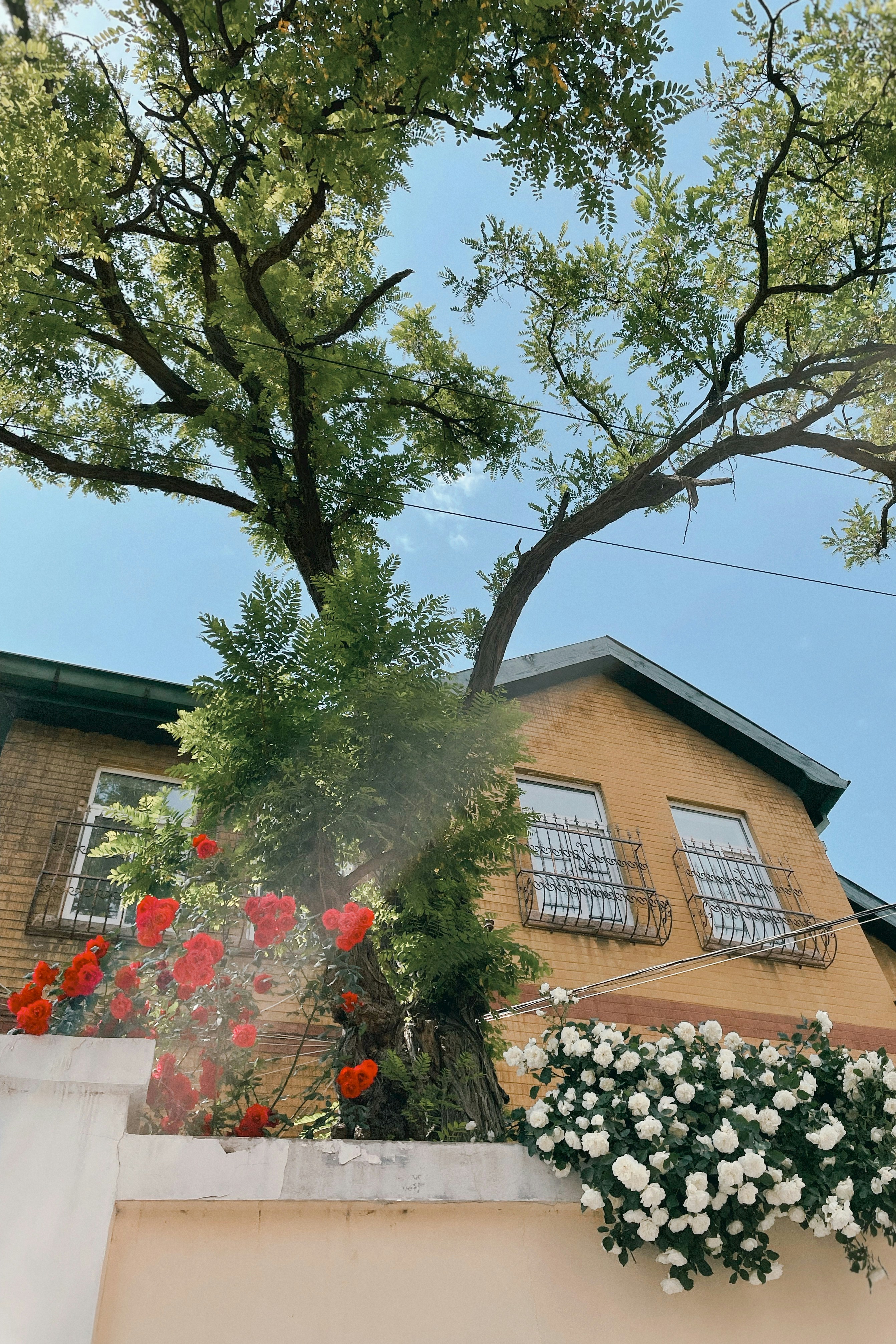 Green tree near brown concrete house during daytime photo – Free Plant ...