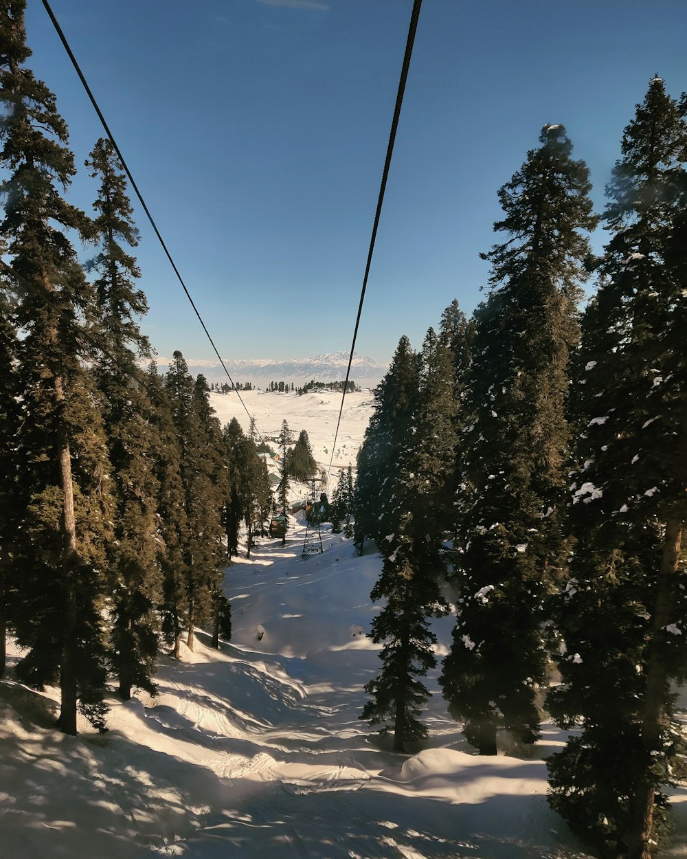 green trees on snow covered ground under blue sky during daytime