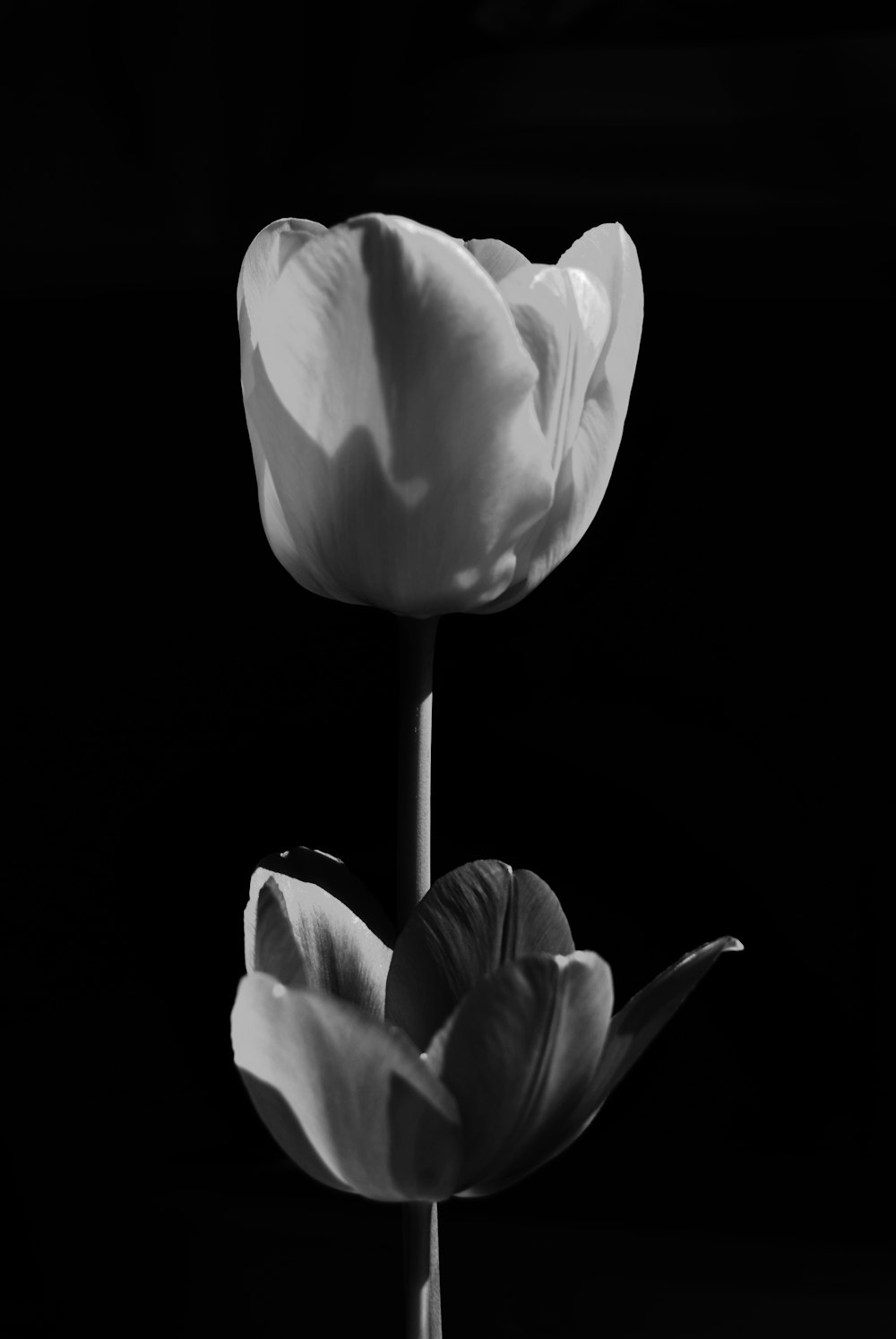 white tulip in black background