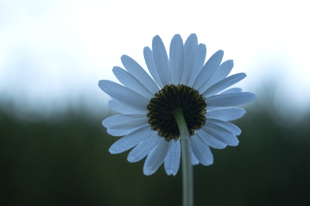 marguerite blanche en gros plan