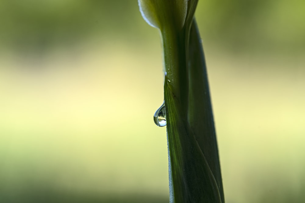 water dew on green leaf