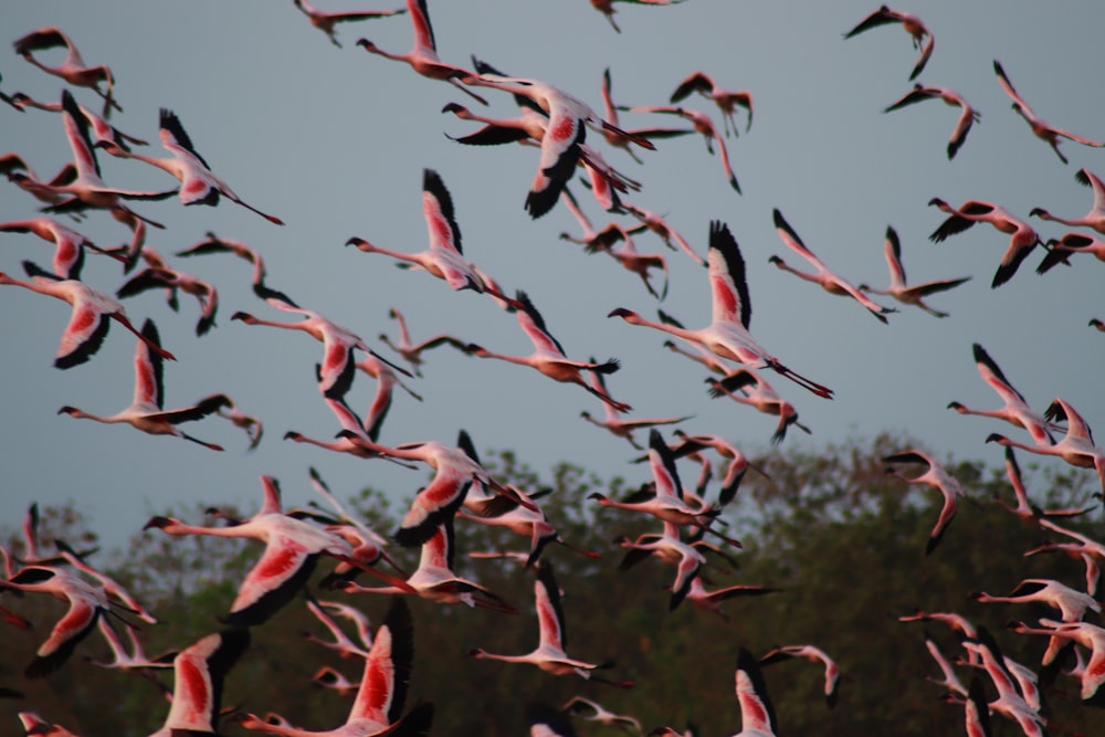 a flock of pink birds flying over a forest